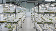 淺談植物組織培養(yǎng)實(shí)驗(yàn)室設(shè)計(jì)方案